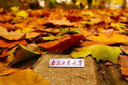 南京工業大學 百廿育才，鑄就科技與產業輝煌——慶祝建校119周年